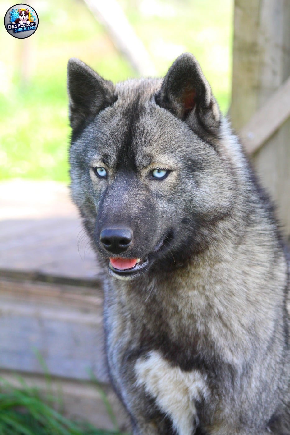 Ayka Des Flocons Sibériens