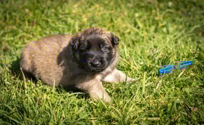 Les chiots de Berger Belge