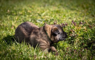 Les chiots de Berger Belge
