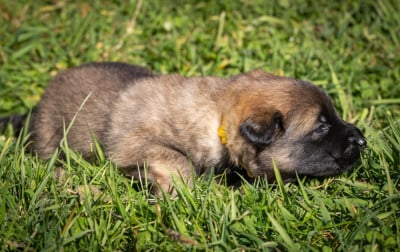 Les chiots de Berger Belge