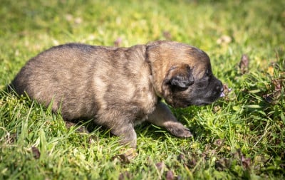 Les chiots de Berger Belge