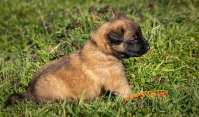 Les chiots de Berger Belge