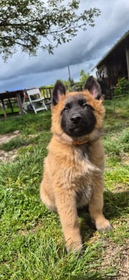 Les chiots de Berger Belge
