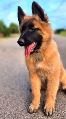 Les chiots de Berger Belge