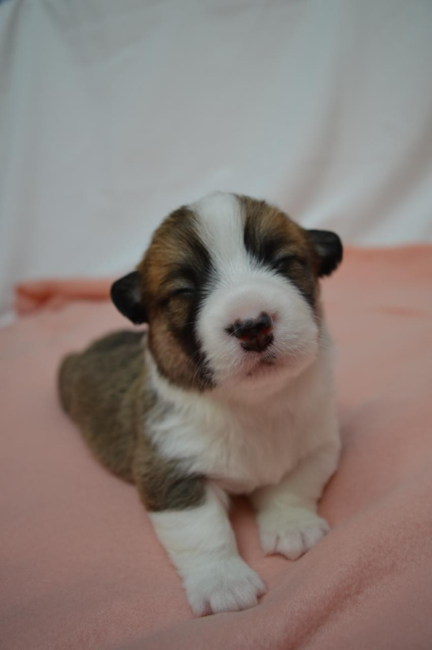 CHIOT 1