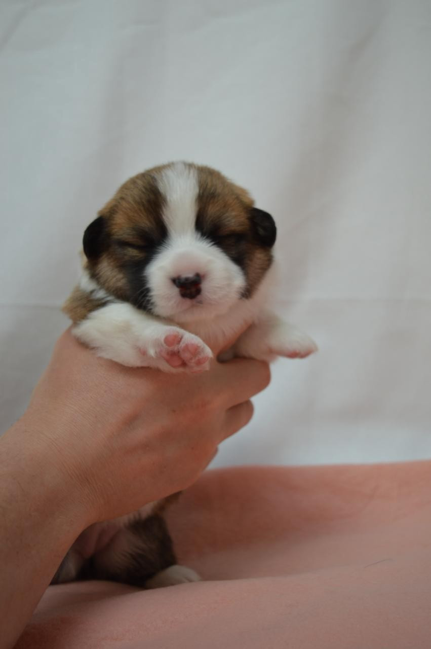 CHIOT 1