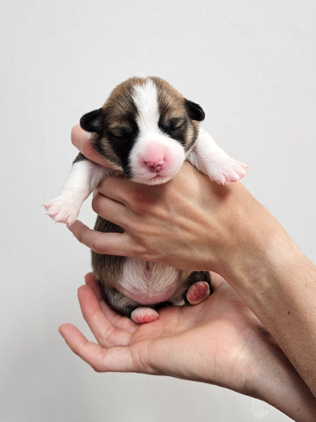 CHIOT 1