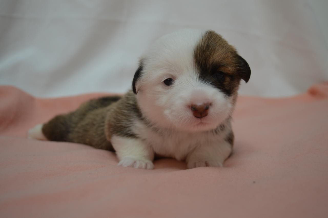CHIOT 2