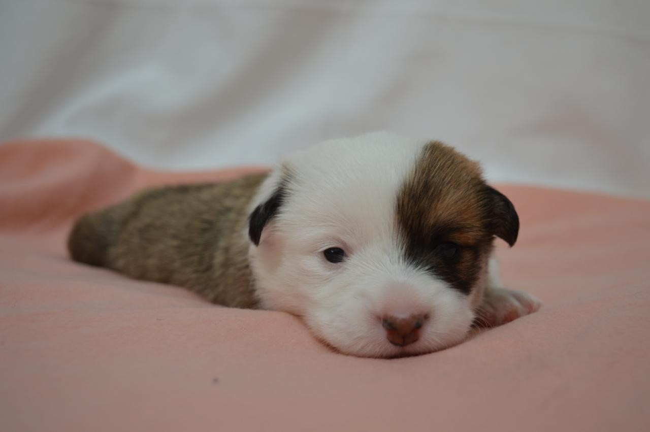 CHIOT 2