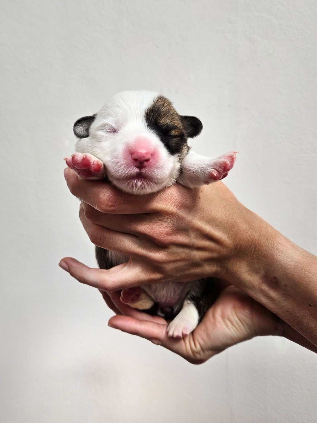 CHIOT 2