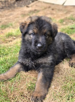 Les chiots de Berger Allemand Poil Long
