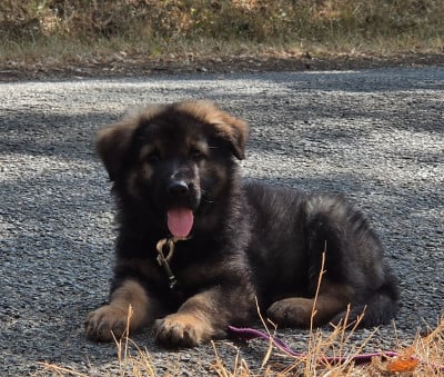 Les chiots de Berger Allemand Poil Long