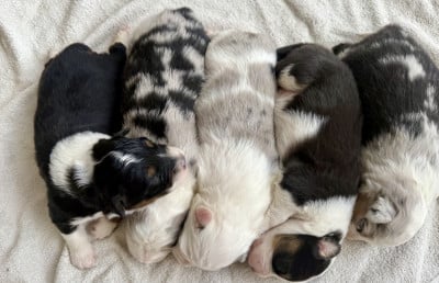 Chiot N°5 - Berger Australien