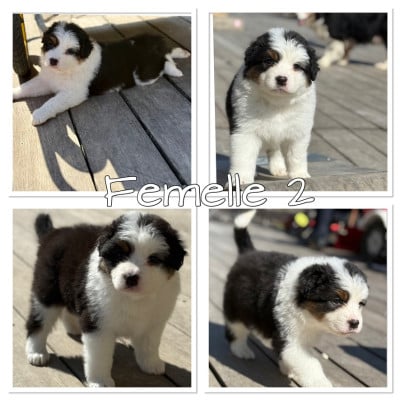 Les chiots de Berger Australien