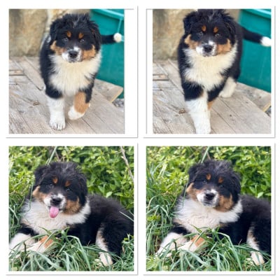 Les chiots de Berger Australien