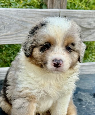 Les chiots de Berger Australien