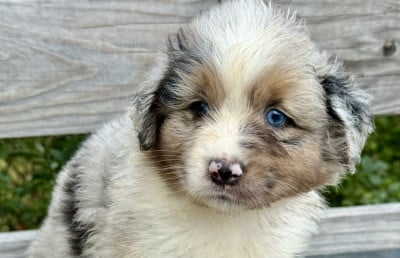 Les chiots de Berger Australien