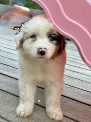 Les chiots de Berger Australien