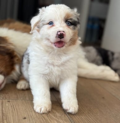 Les chiots de Berger Australien