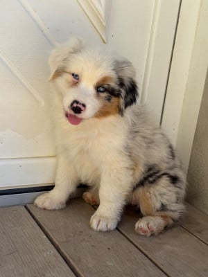 Les chiots de Berger Australien
