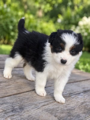 Les chiots de Berger Australien