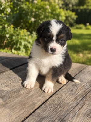 Les chiots de Berger Australien