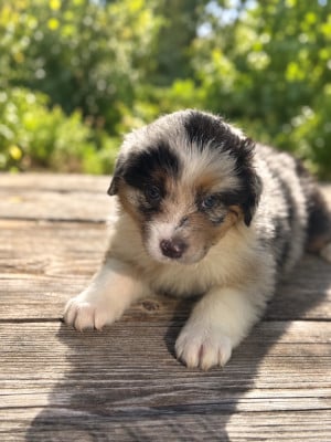 Les chiots de Berger Australien