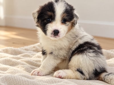 Les chiots de Berger Australien