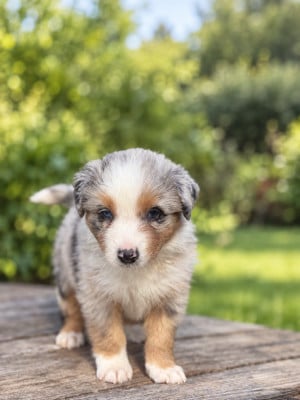 Les chiots de Berger Australien