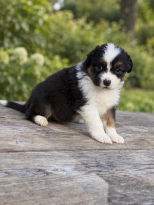 Les chiots de Berger Australien