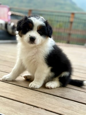 Les chiots de Berger Australien