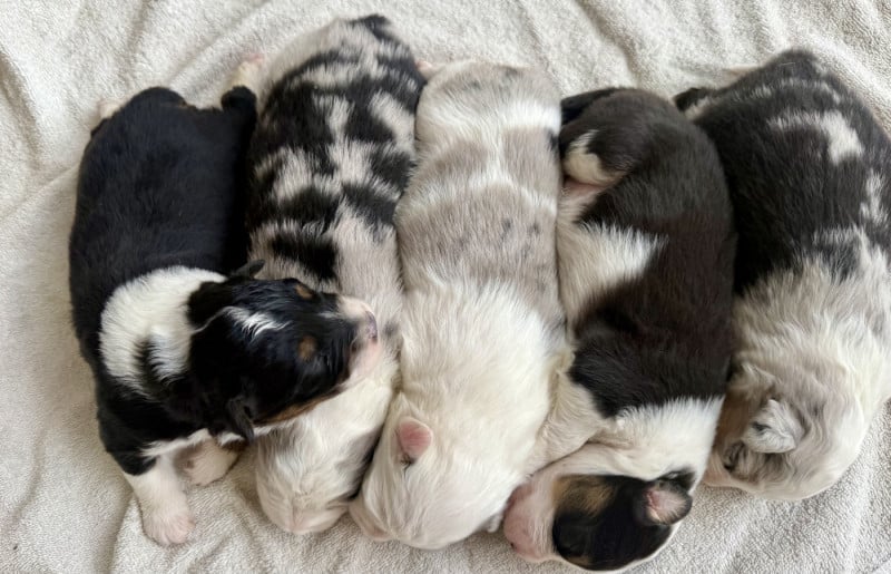 Berger Australien - De La Ferme Des Granges Du Lac