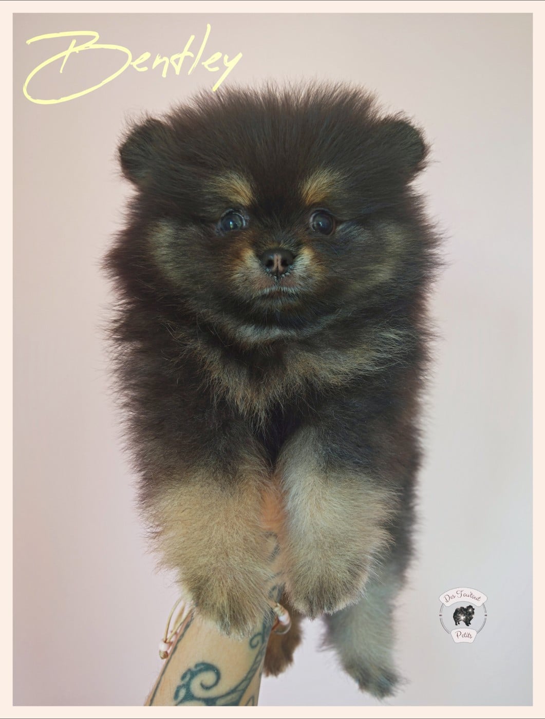 Bentley - Spitz allemand