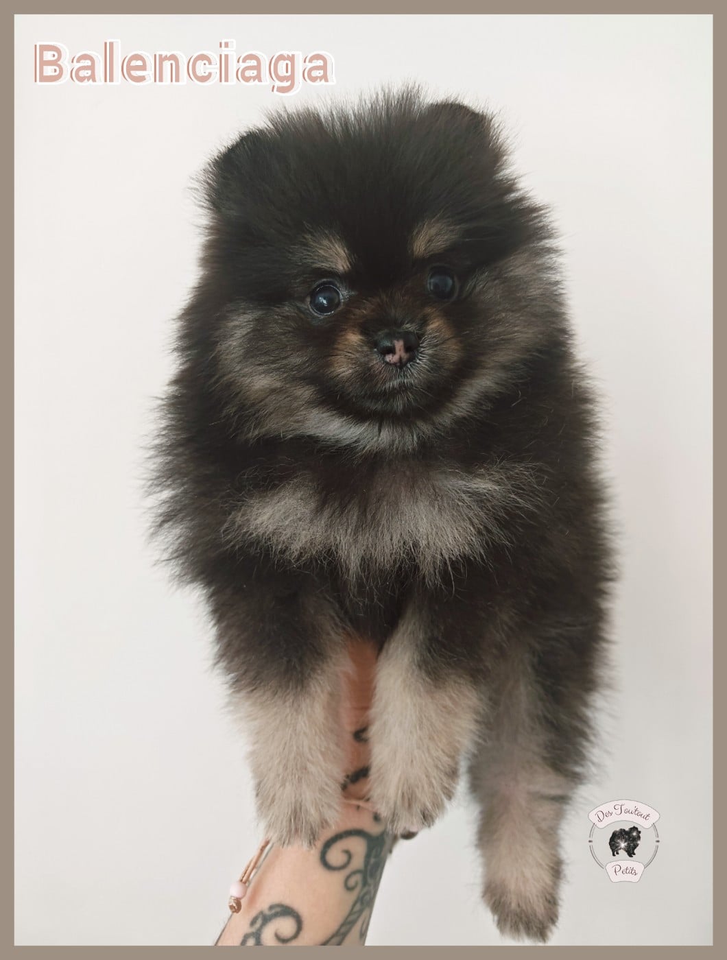 Balenciaga - Spitz allemand