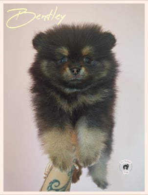 Les chiots de Spitz allemand