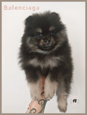 Les chiots de Spitz allemand