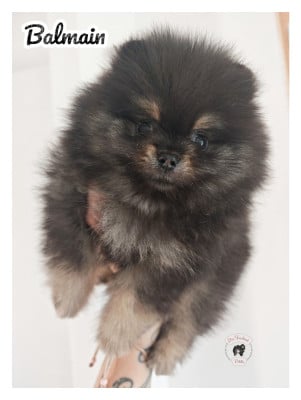 Les chiots de Spitz allemand