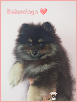 Les chiots de Spitz allemand
