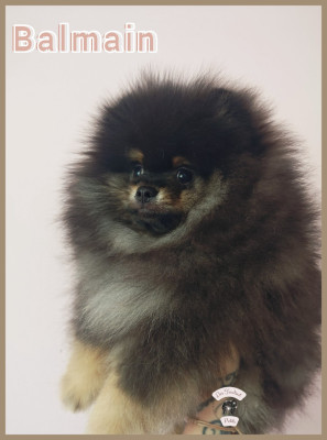 Les chiots de Spitz allemand