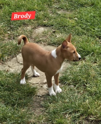 Les chiots de Basenji