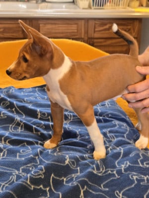 Les chiots de Basenji