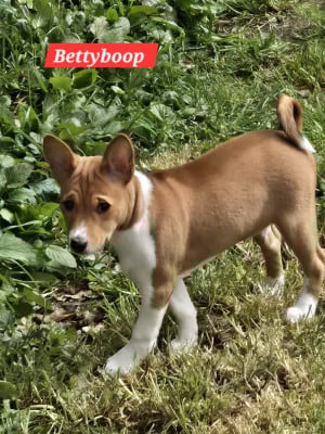Les chiots de Basenji