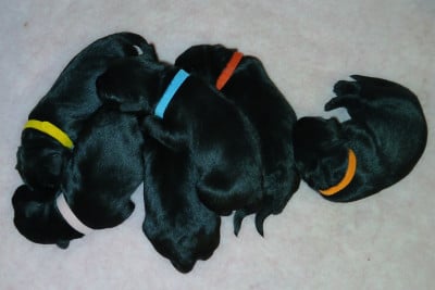 Les chiots de Schnauzer