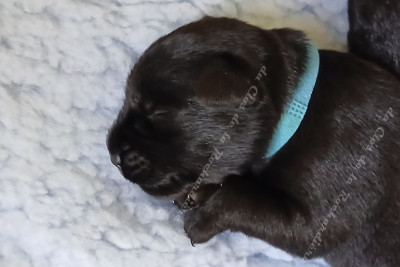 Les chiots de Schnauzer
