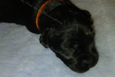 Les chiots de Schnauzer