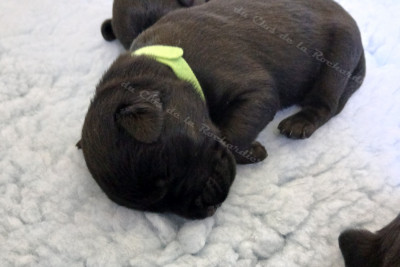 Les chiots de Schnauzer