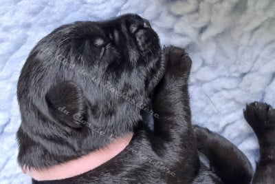 Les chiots de Schnauzer