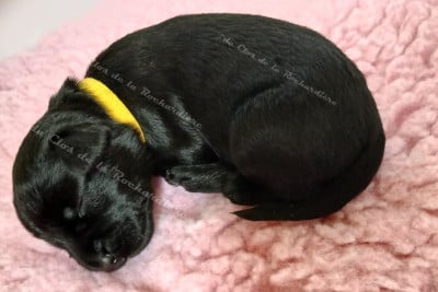 Les chiots de Schnauzer