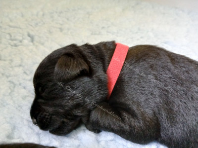 Les chiots de Schnauzer