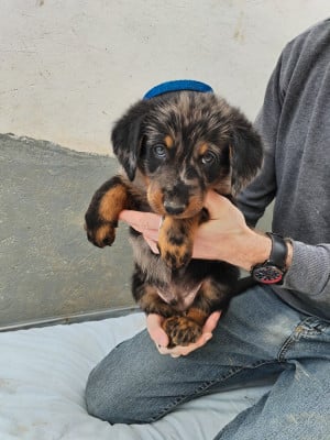 Les chiots de Berger de Beauce